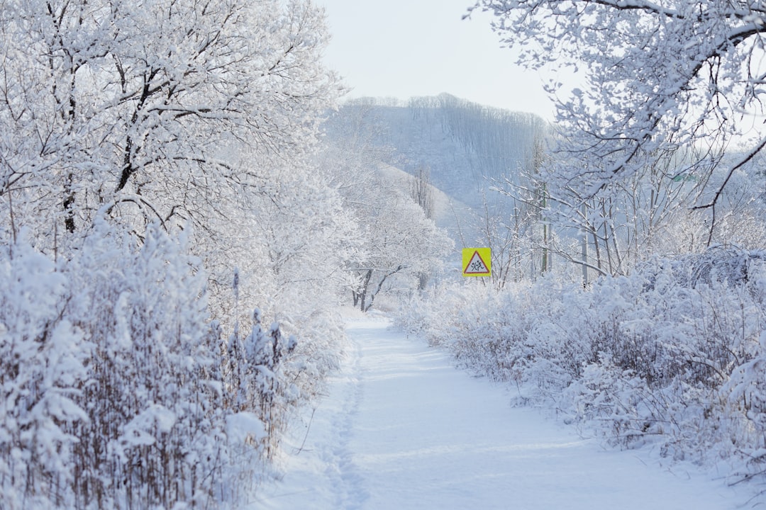 snow covered trees and road during daytime