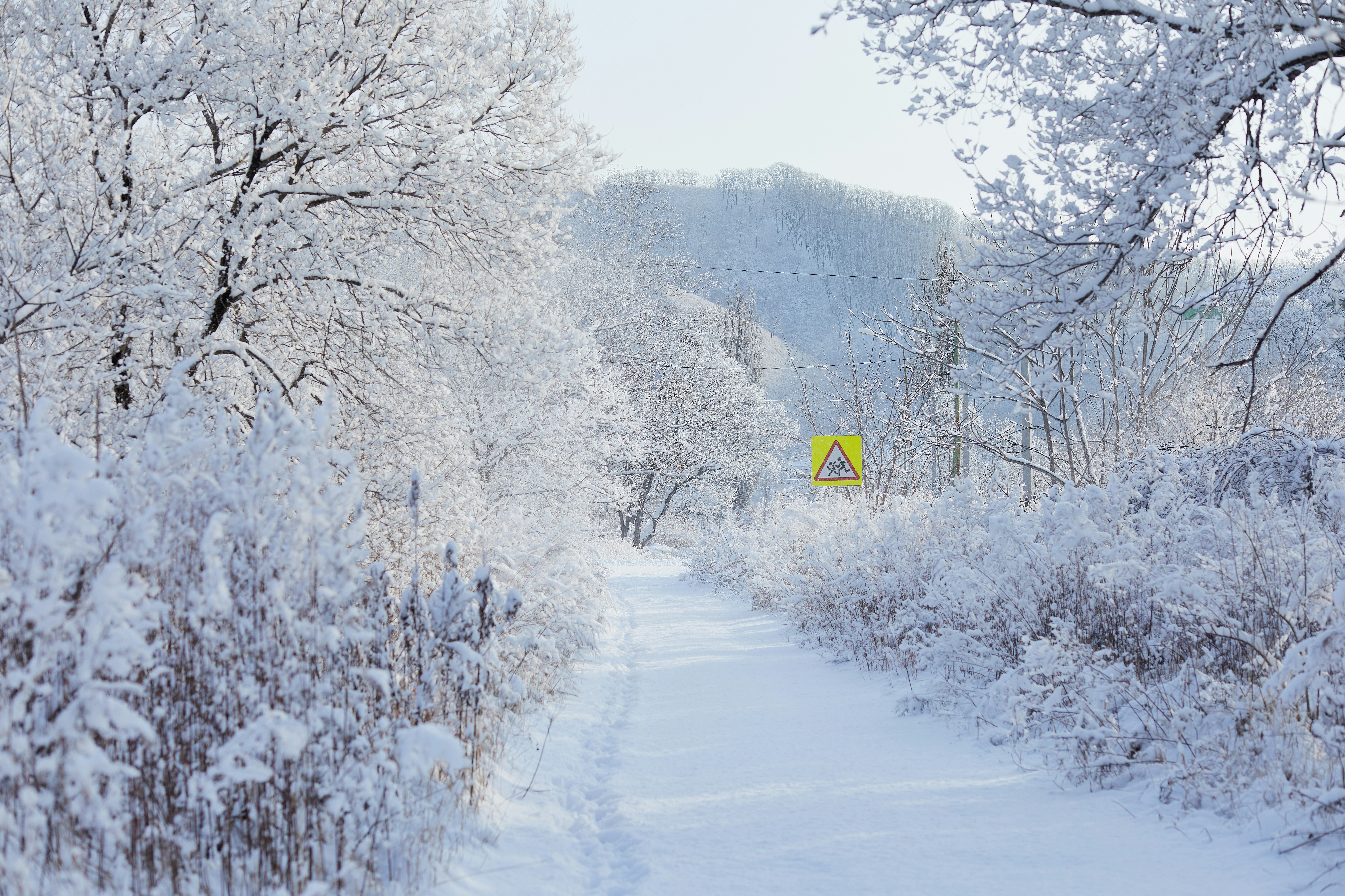 snow covered trees and road during daytime