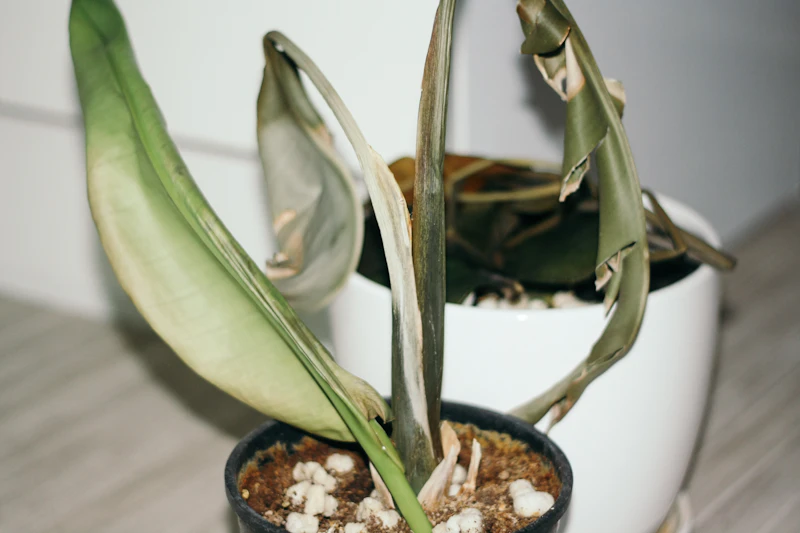Winter Growth Stall & Dormancy Stress