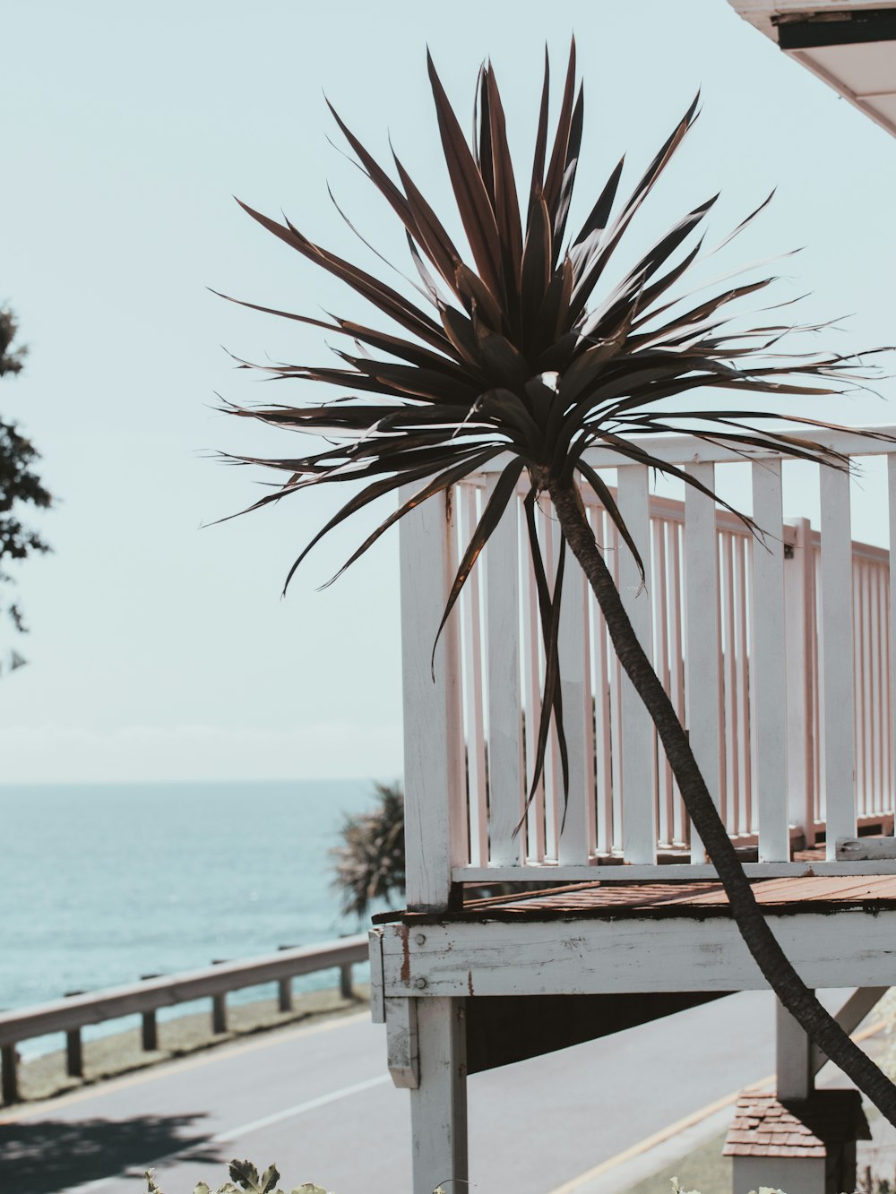 brown palm tree near body of water during daytime