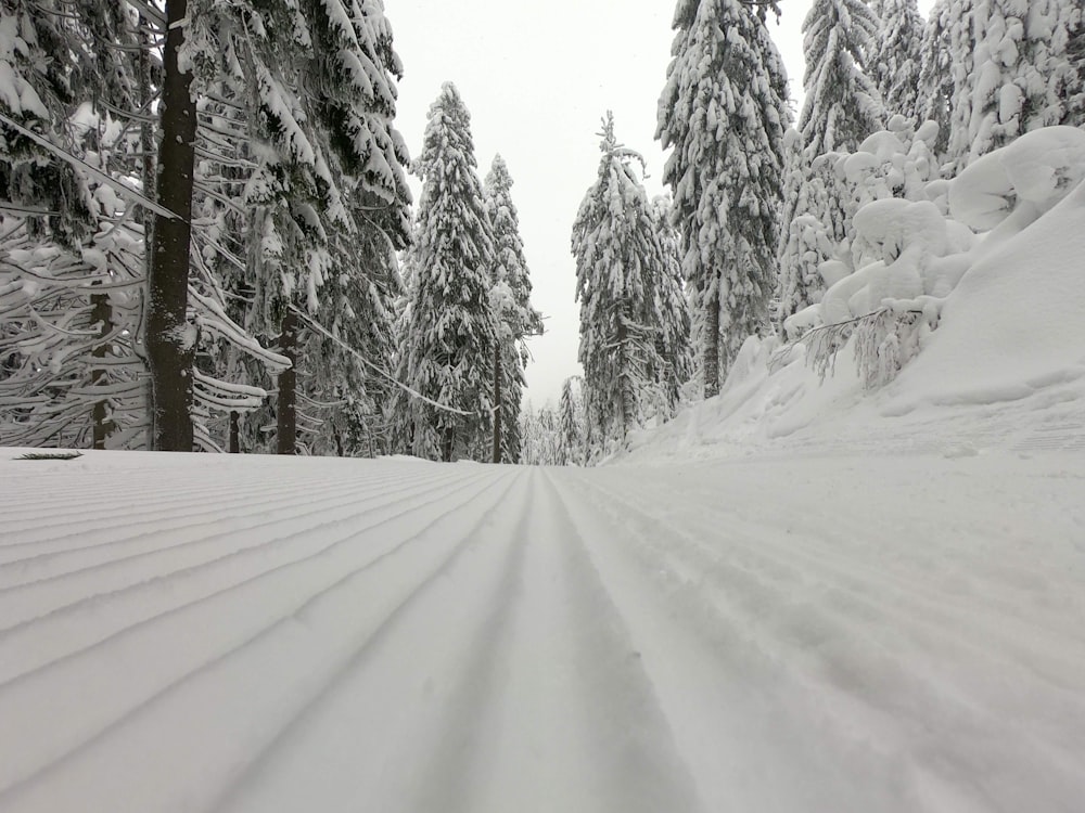 estrada coberta de neve entre árvores durante o dia