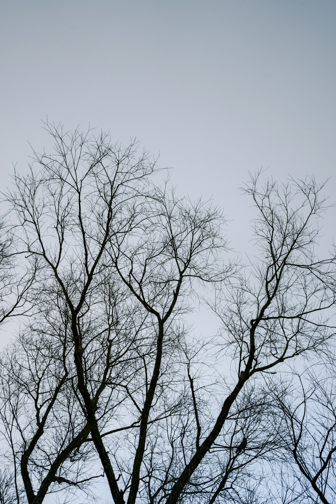 leafless tree under gray sky