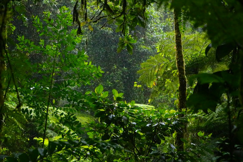 Costa Rica rainforest canopy
