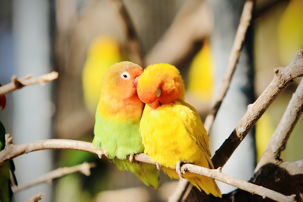 yellow and green bird on brown tree branch