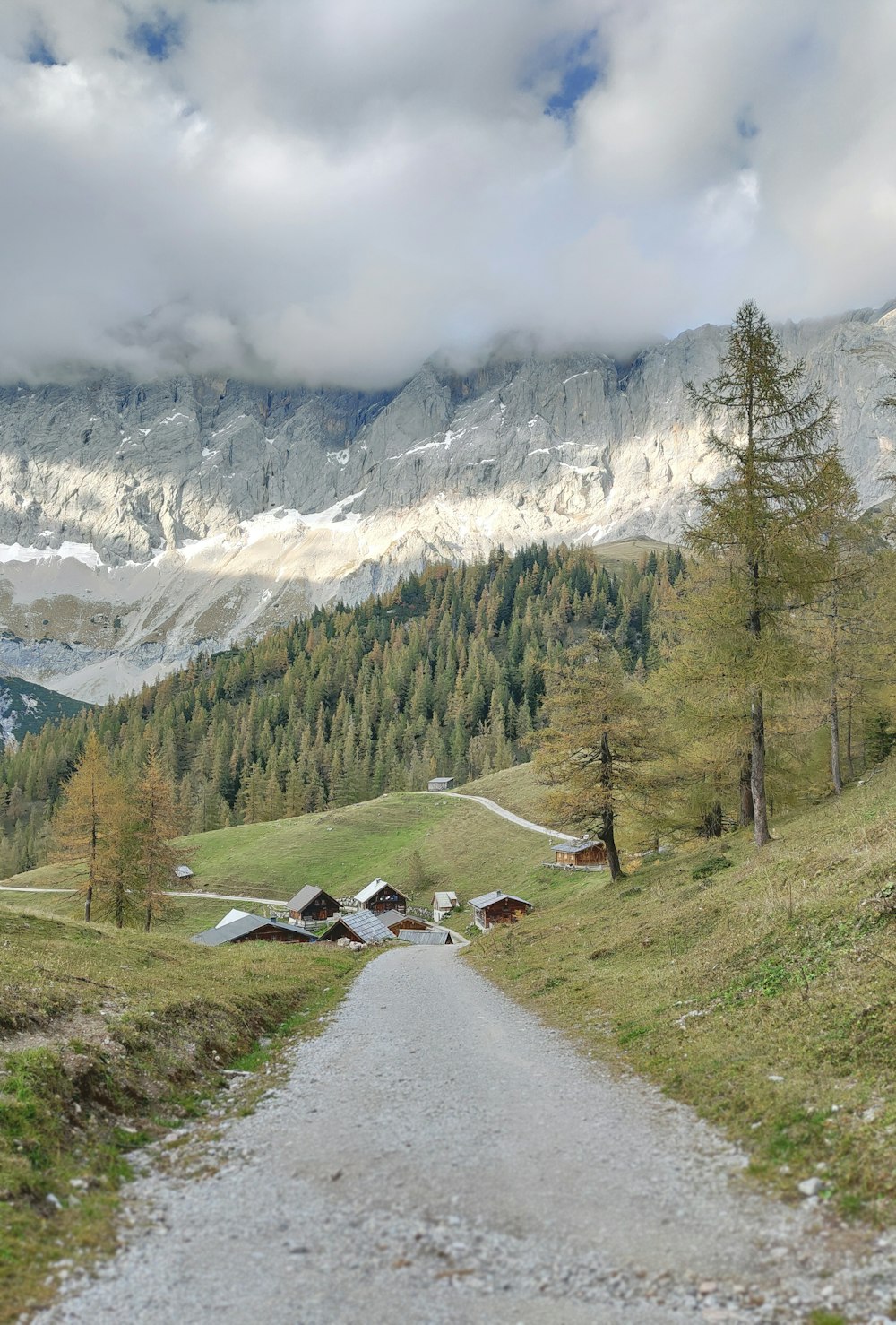 green pine trees near snow covered mountain during daytime