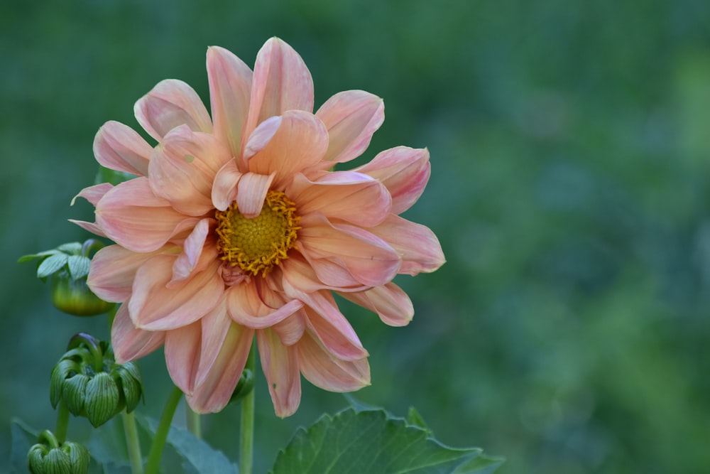 pink flower in tilt shift lens