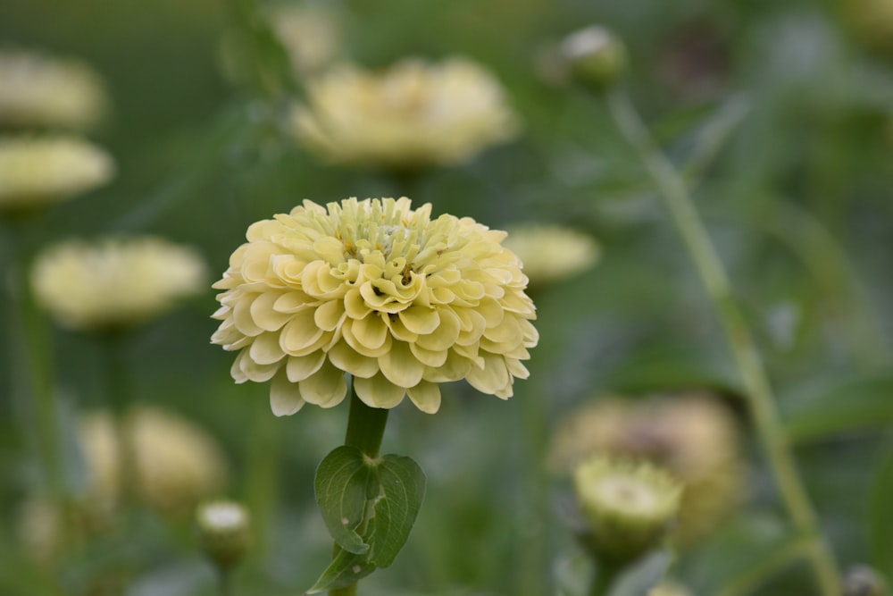 yellow flower in tilt shift lens