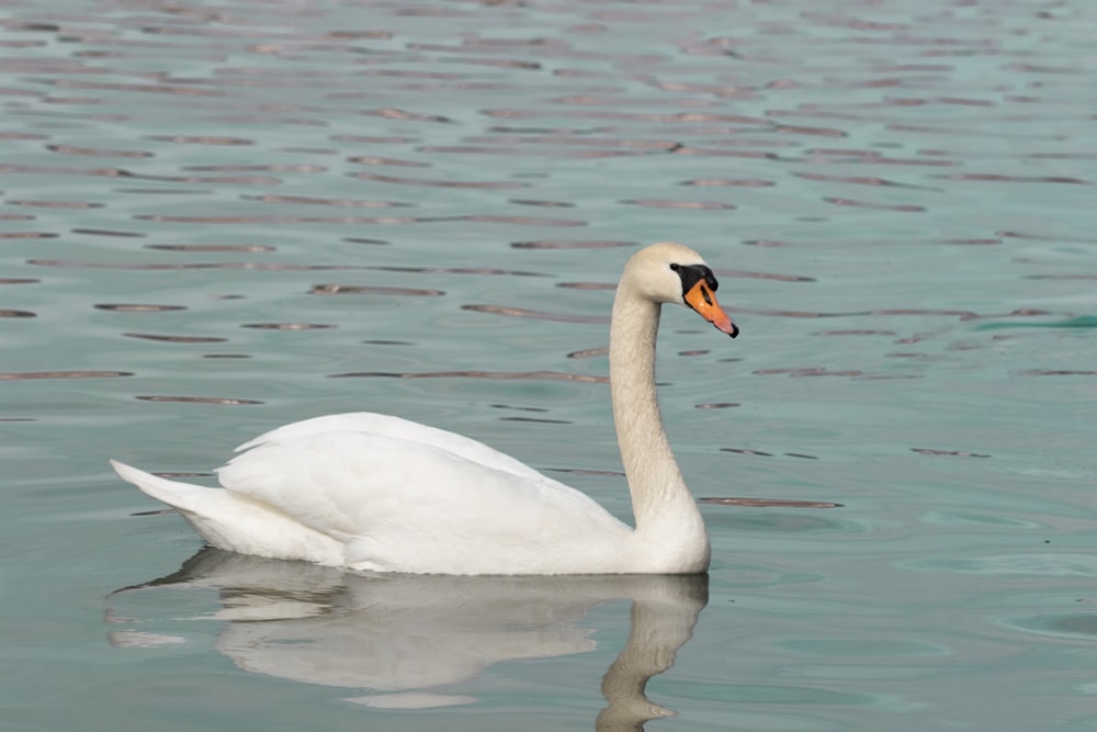 white swan on water during daytime