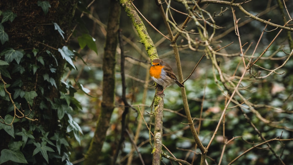 orange and black bird on tree branch during daytime