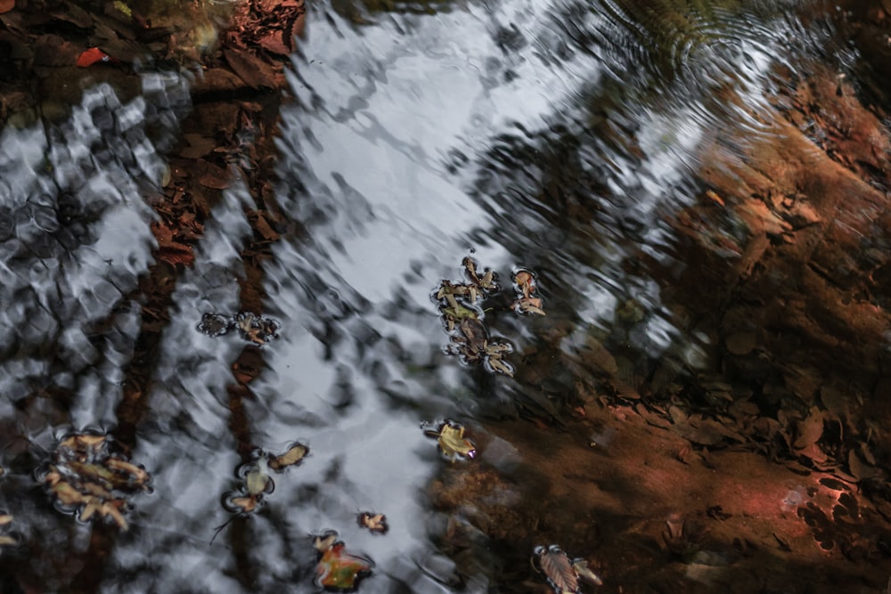 brown dried leaves on water