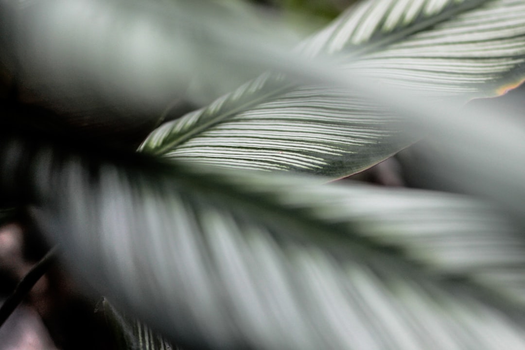 green leaf in close up photography