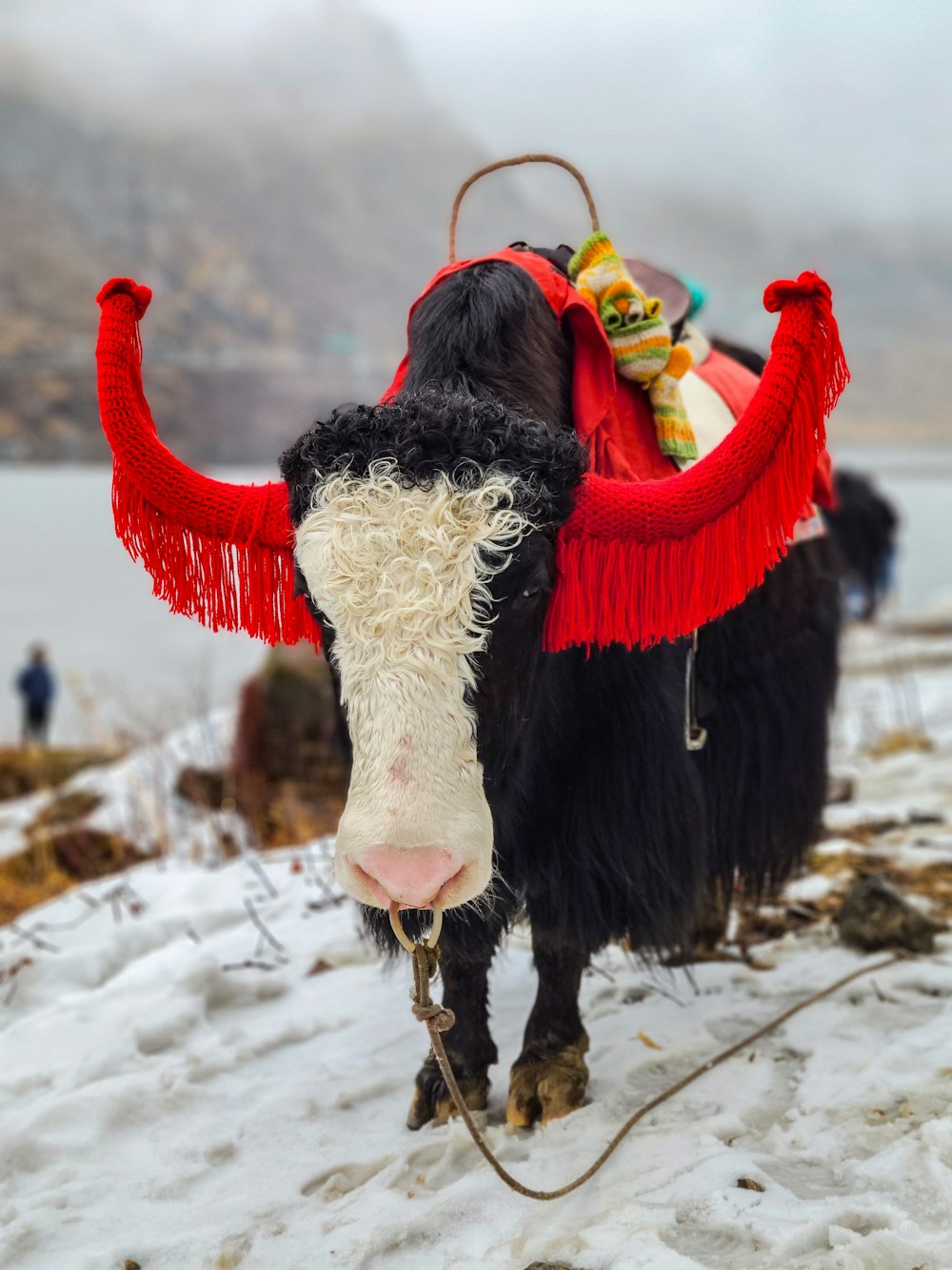 white and black cow on snow covered ground during daytime