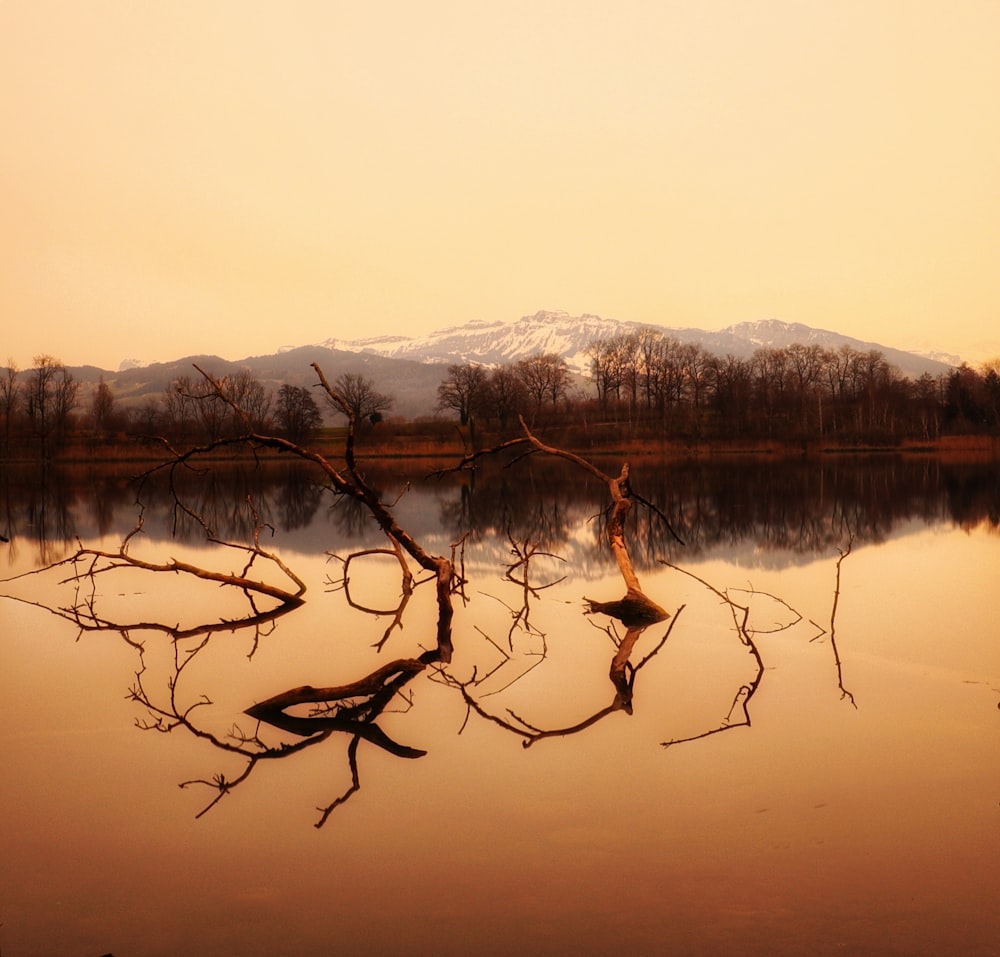 lake and trees during daytime