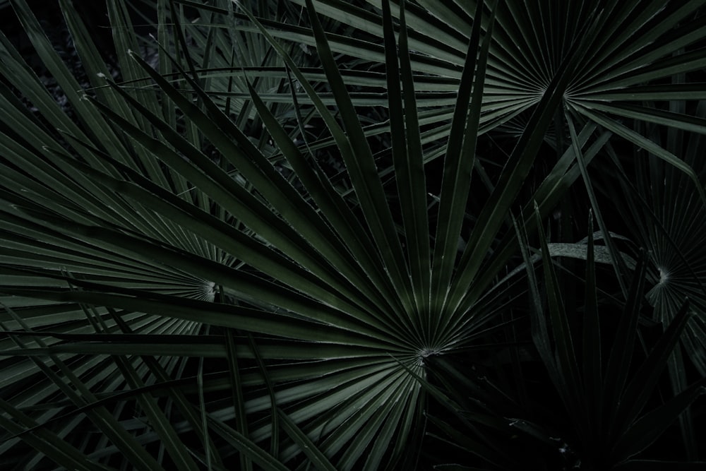 green palm tree during daytime