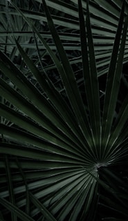 green palm tree during daytime