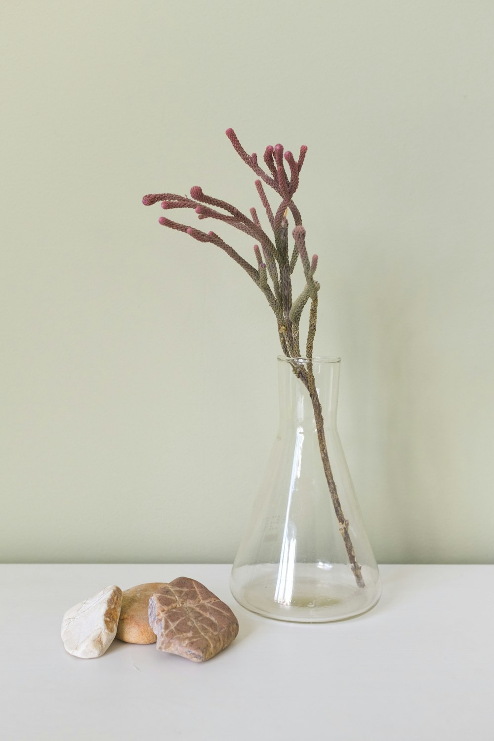 red flowers in clear glass vase