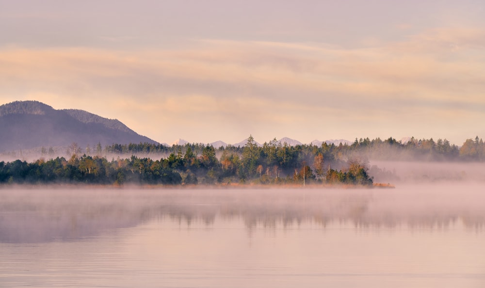 green trees near body of water during daytime