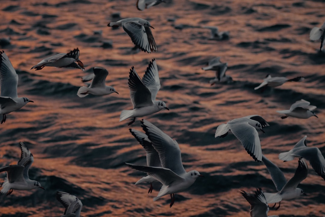 flock of gulls flying during daytime