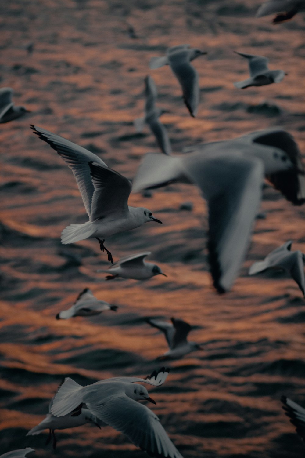 pájaros blancos y negros volando durante el día