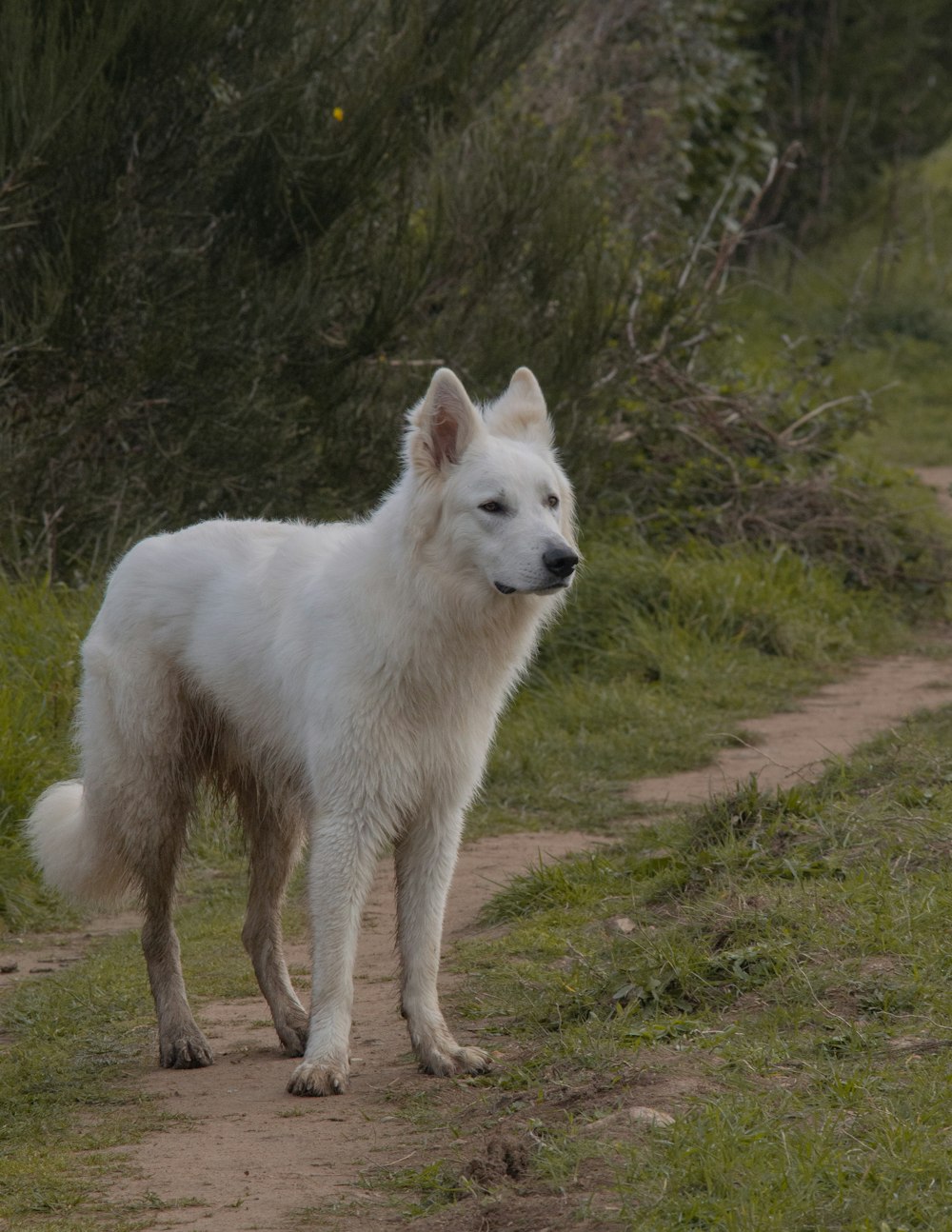 Weißer Wolf geht tagsüber auf grünem Gras