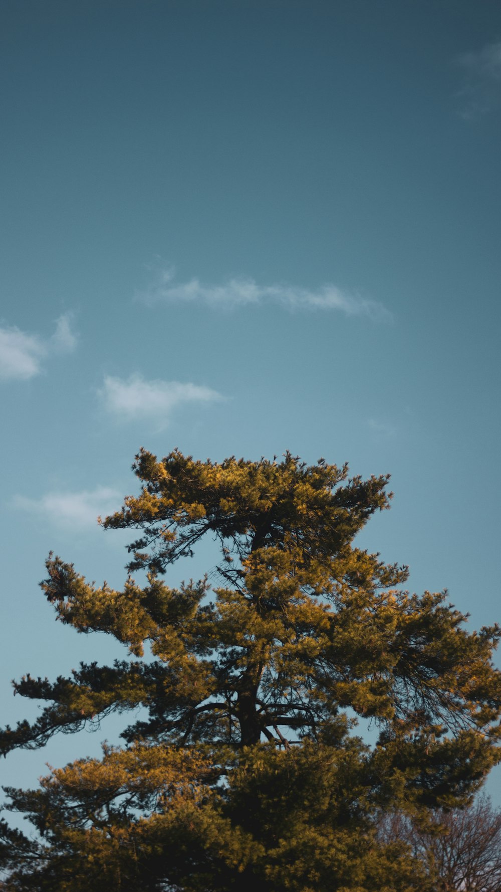 green and brown tree under blue sky during daytime