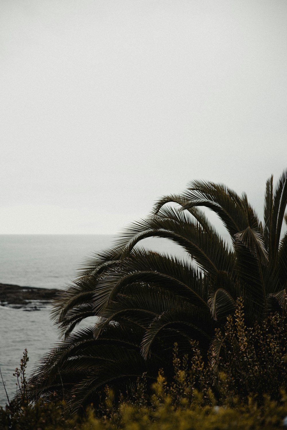 green palm tree near sea