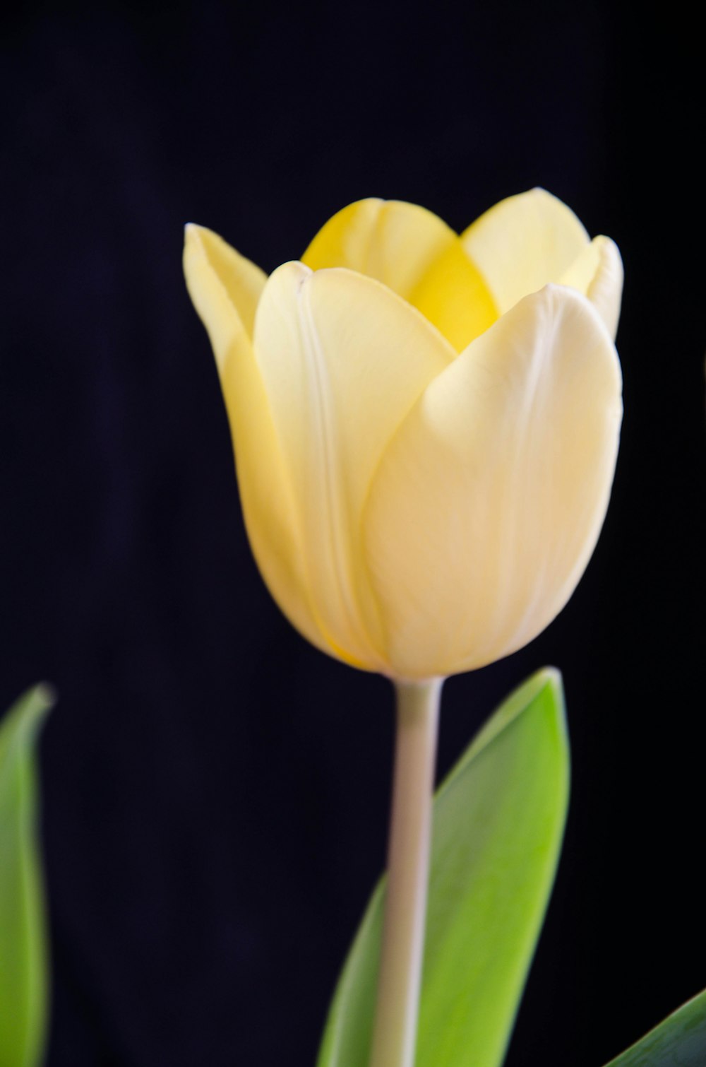 yellow tulip in bloom close up photo