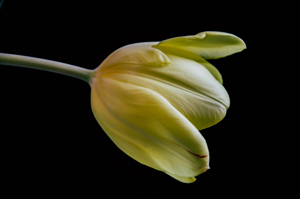 a single yellow tulip with a black background