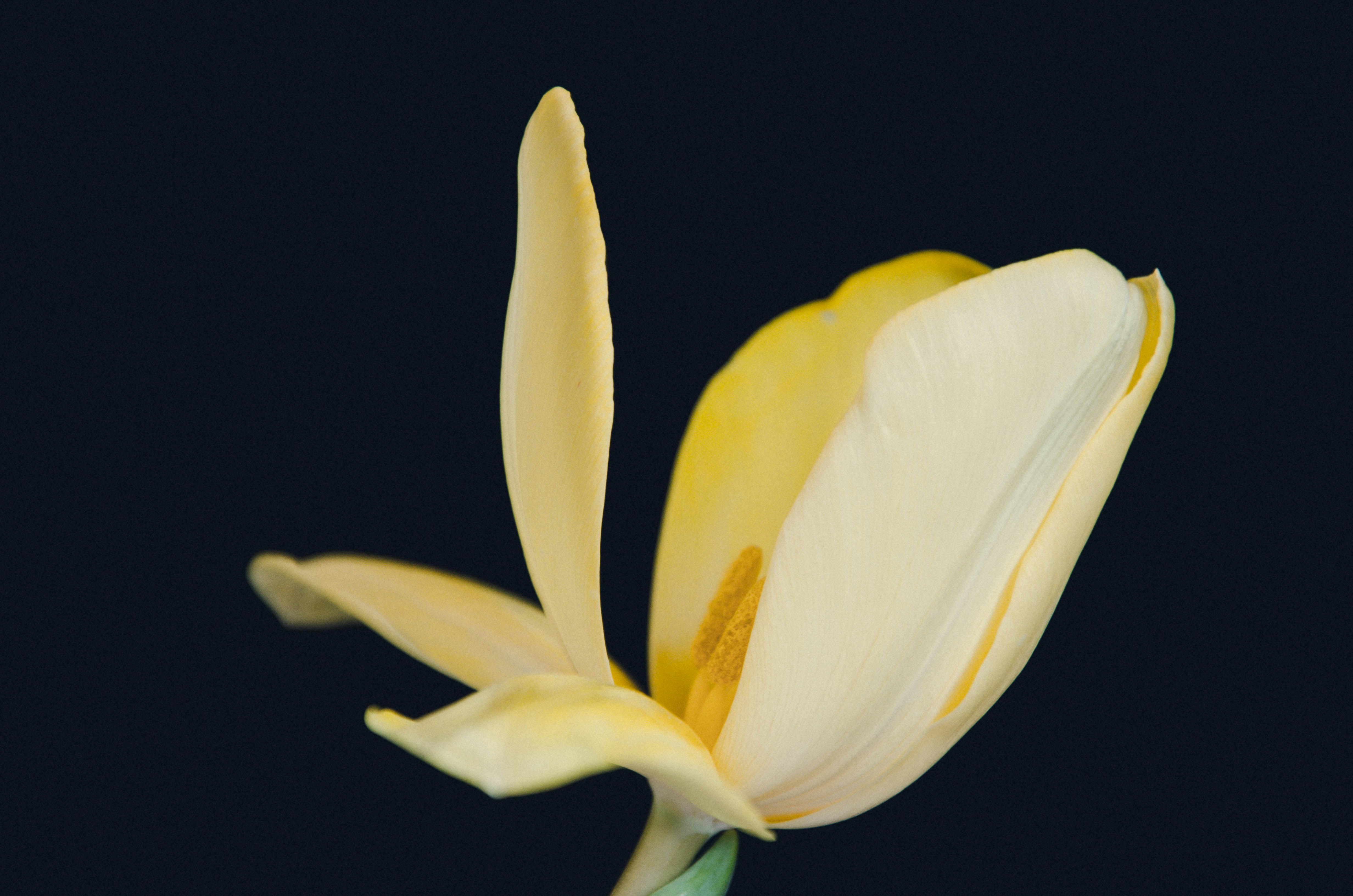 white and yellow flower in black background