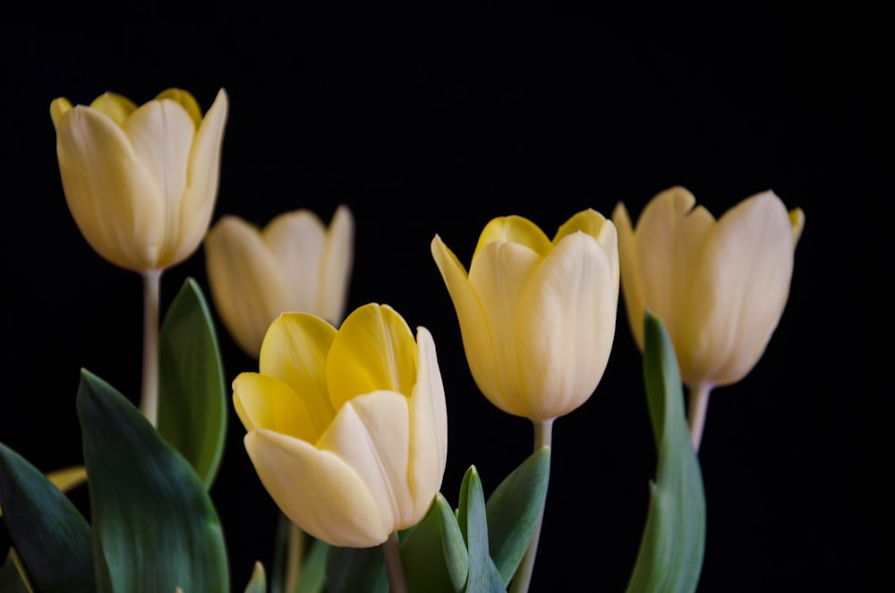 yellow tulips in bloom close up photo