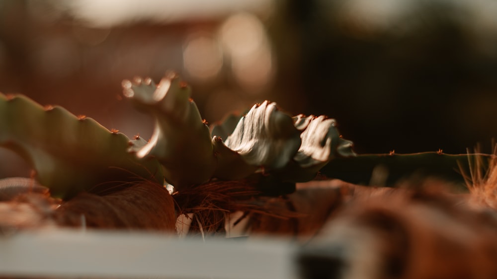 white ceramic figurine on brown textile