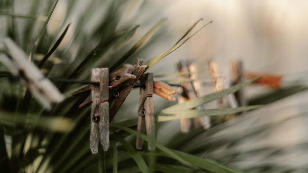 brown wooden stick on green grass