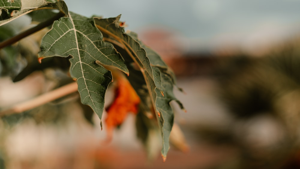 green and orange leaf plant