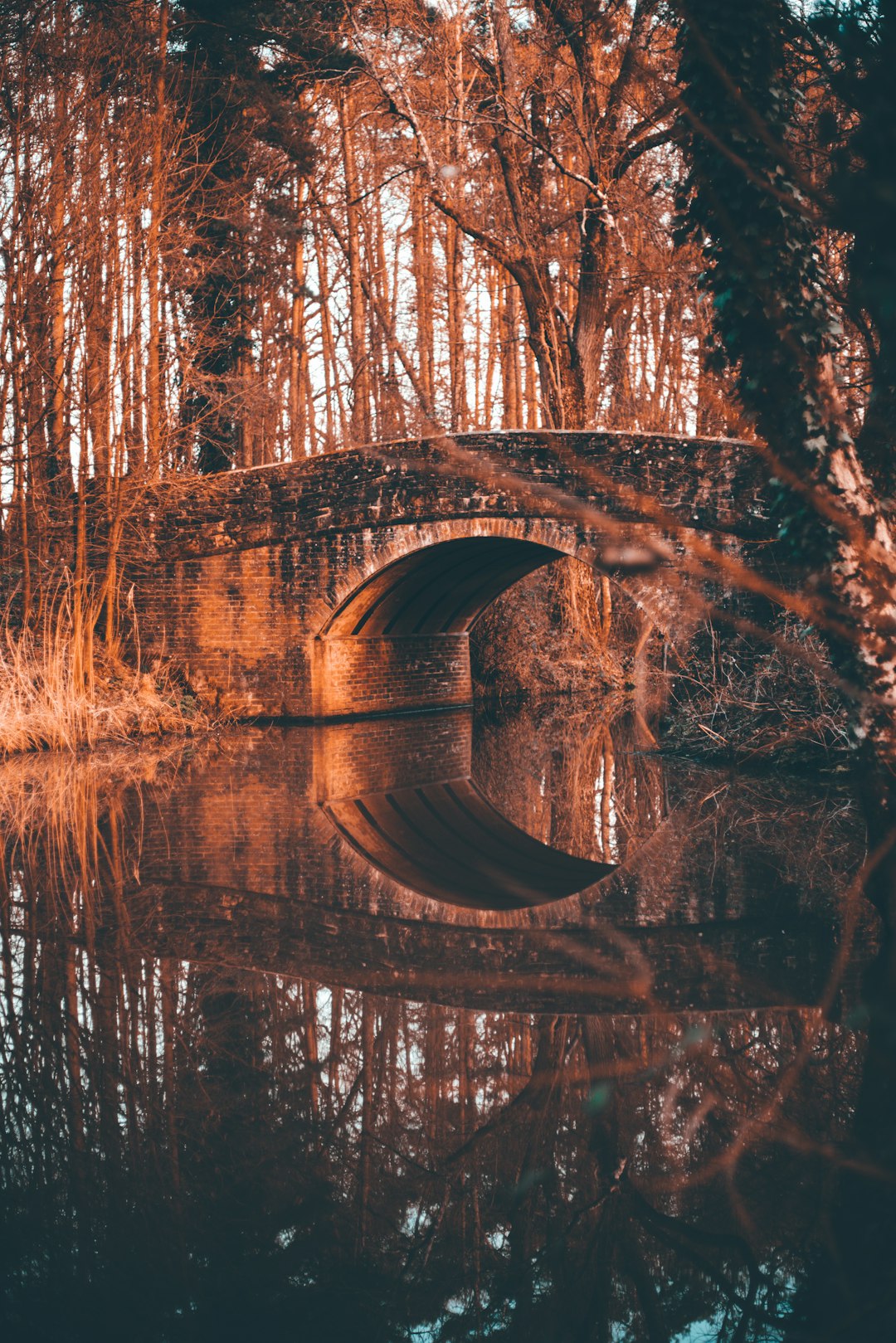 brown trees near body of water during daytime