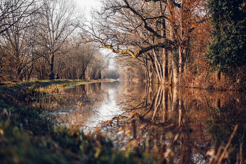 Alberi marroni accanto al fiume durante il giorno