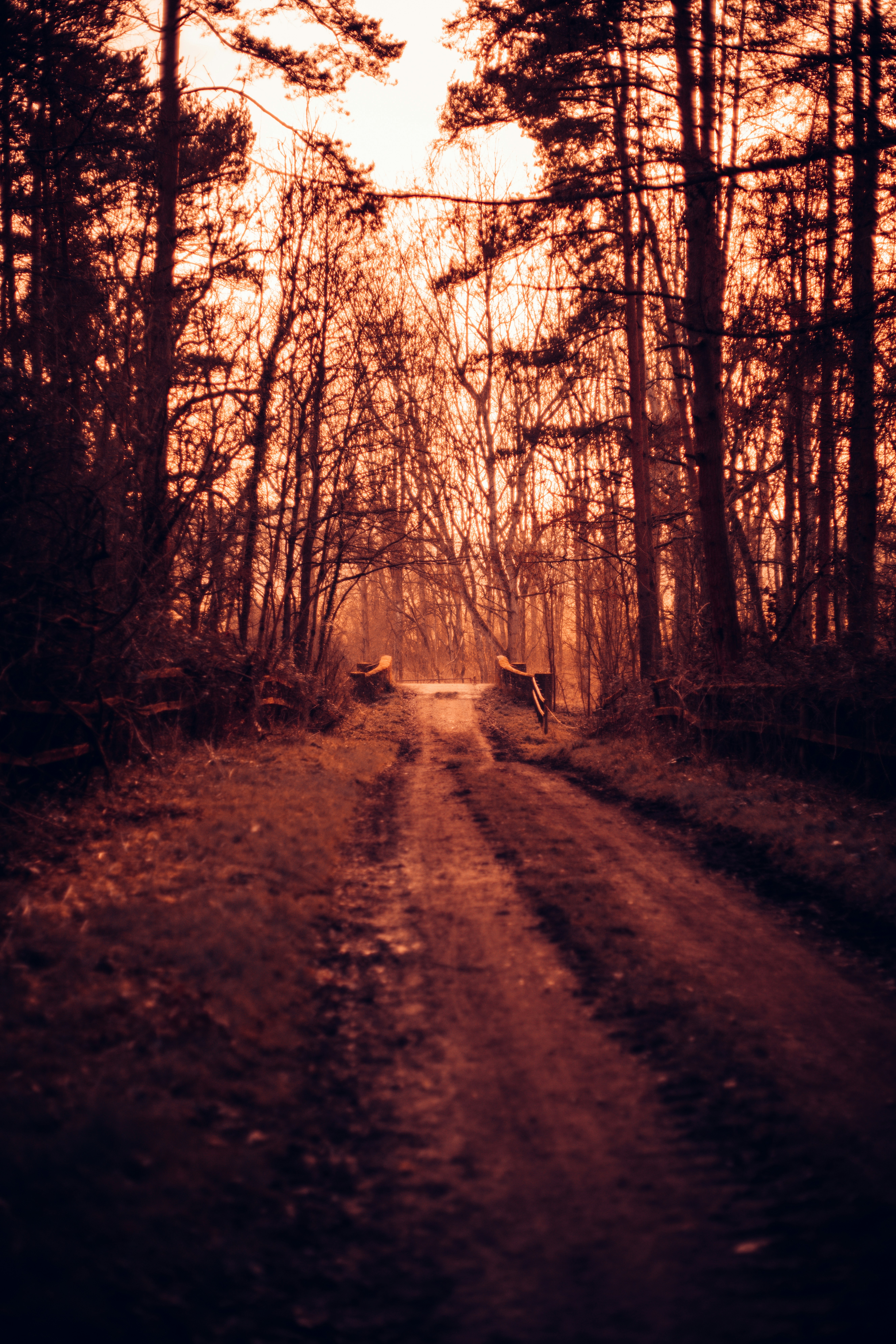 brown trees on the forest during daytime
