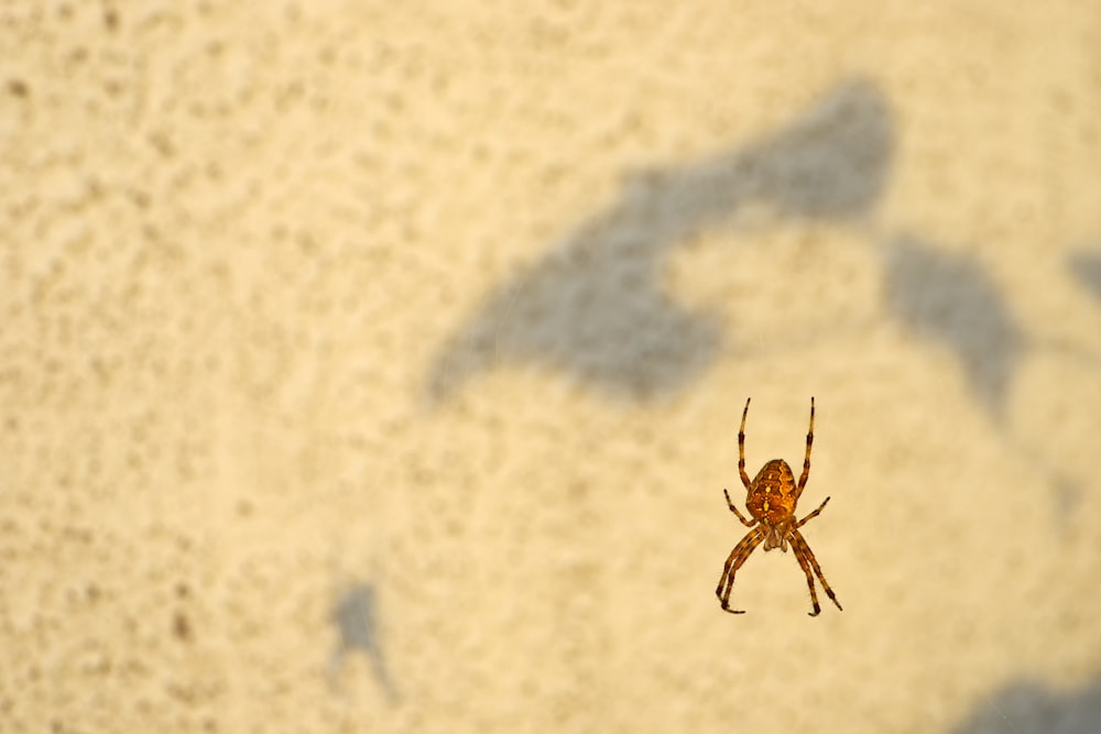 brown spider on white textile