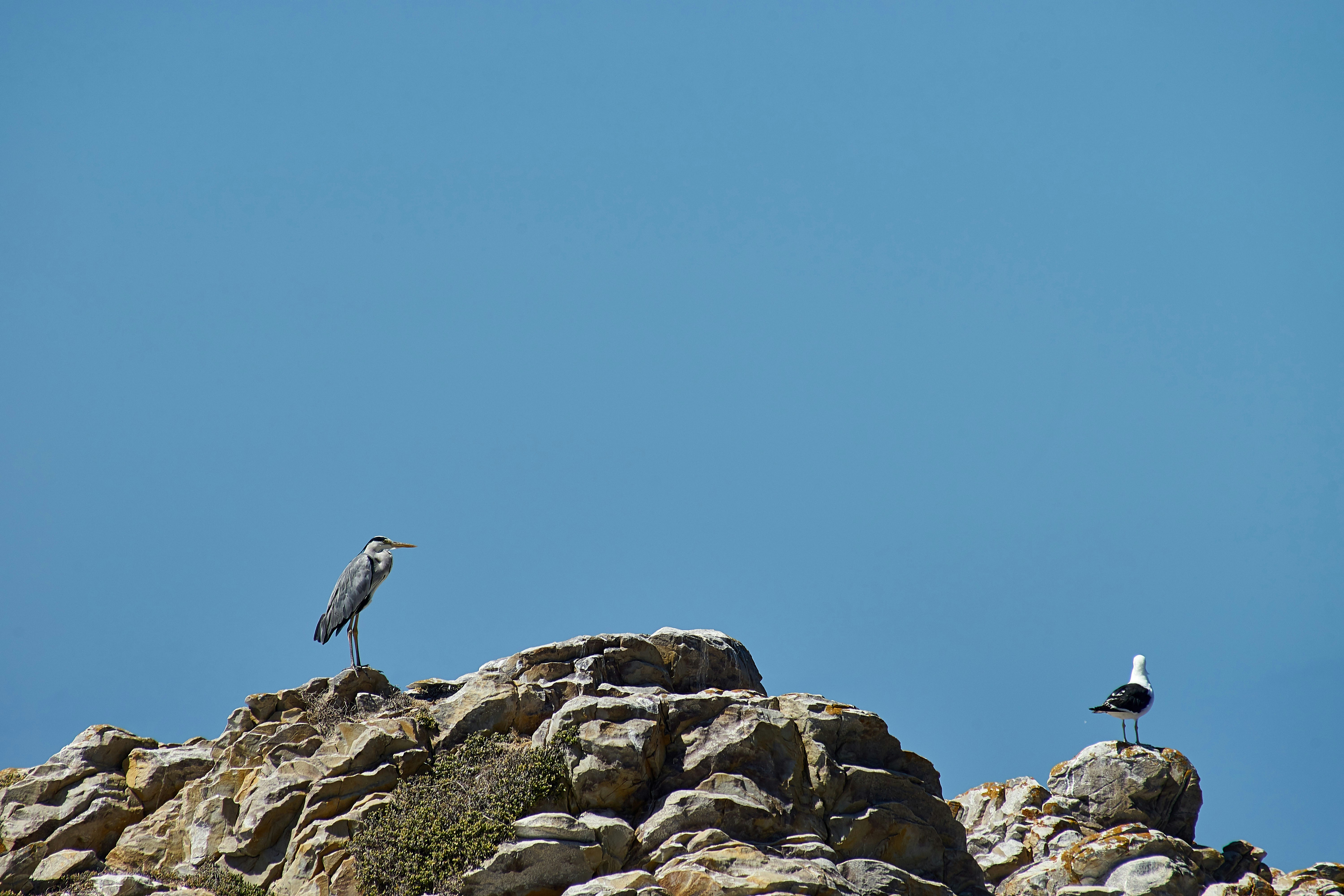 Photo by wolfgang_hasselmann