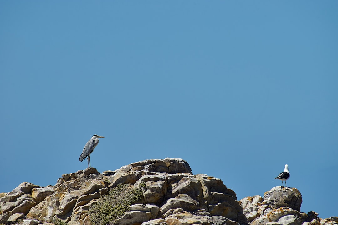 white and gray bird on gray rock during daytime