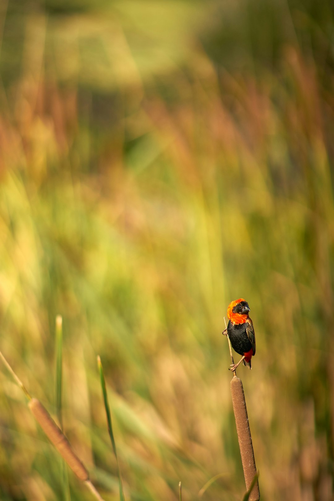 orange and black bird on brown stem during daytime