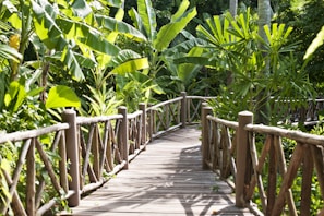 A wooden pathway with rustic railings meanders through dense, lush tropical vegetation. The area is filled with large green leaves and various types of tropical plants, creating a sense of being deep within a jungle or garden setting.