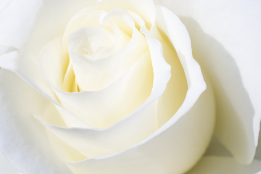 white rose in white ceramic bowl