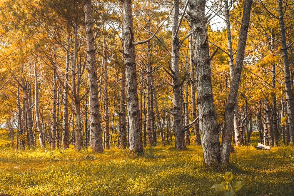 brown trees on yellow grass field during daytime