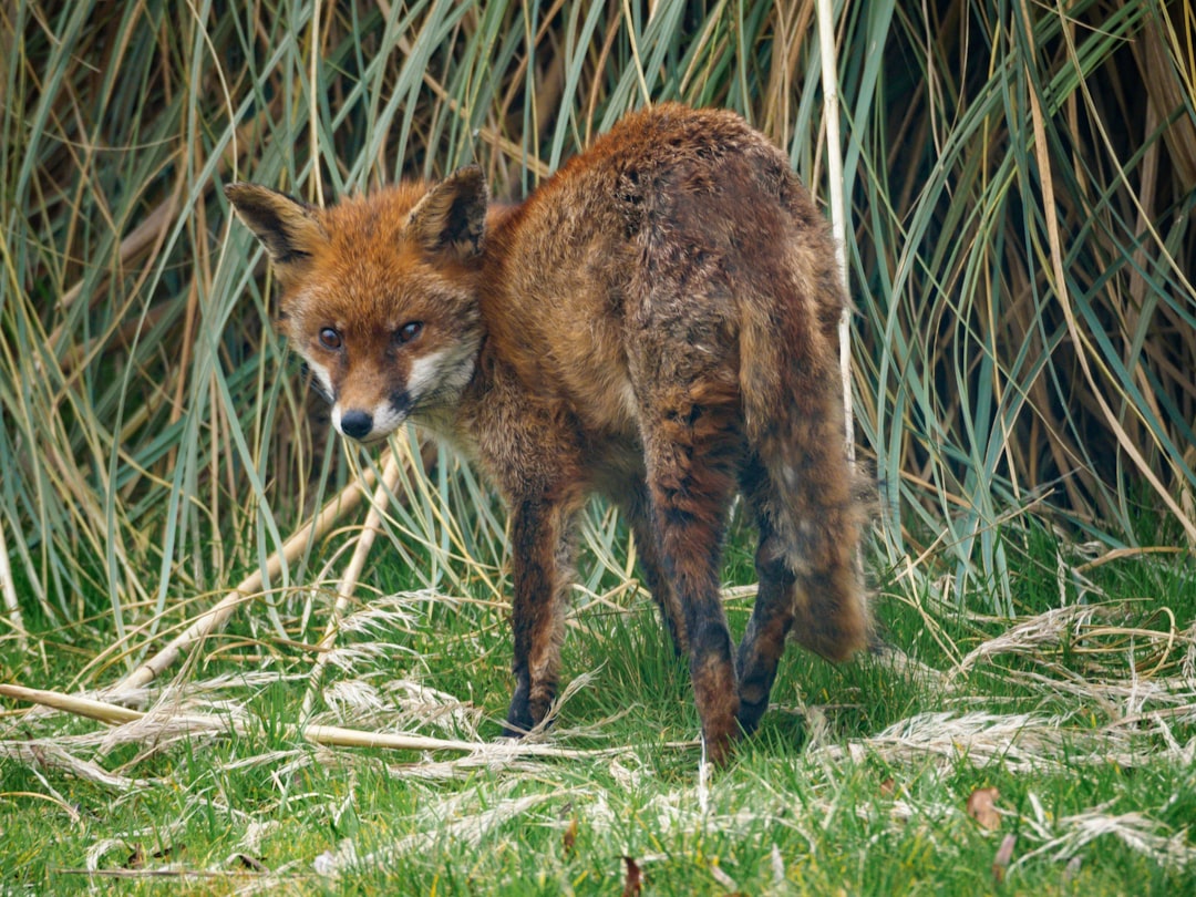 brown fox on green grass during daytime