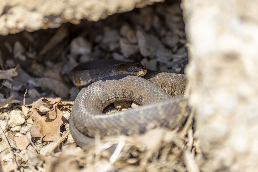 brown snake on brown soil