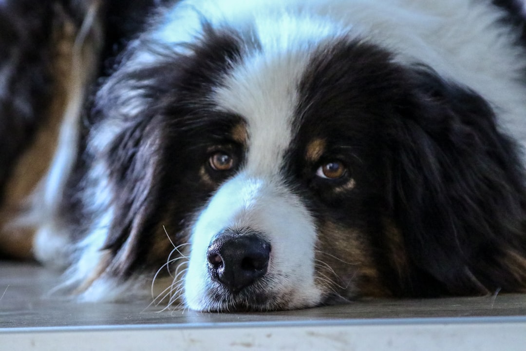 black and white border collie mix