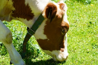 A brown and white cow is grazing on a grassy field under bright sunlight. The green collar around its neck is visible, and the background is filled with more grass and sporadic yellow flowers.