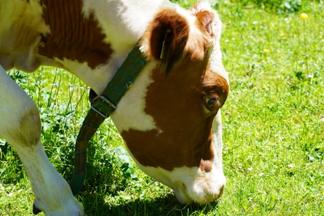 A brown and white cow is grazing on a grassy field under bright sunlight. The green collar around its neck is visible, and the background is filled with more grass and sporadic yellow flowers.