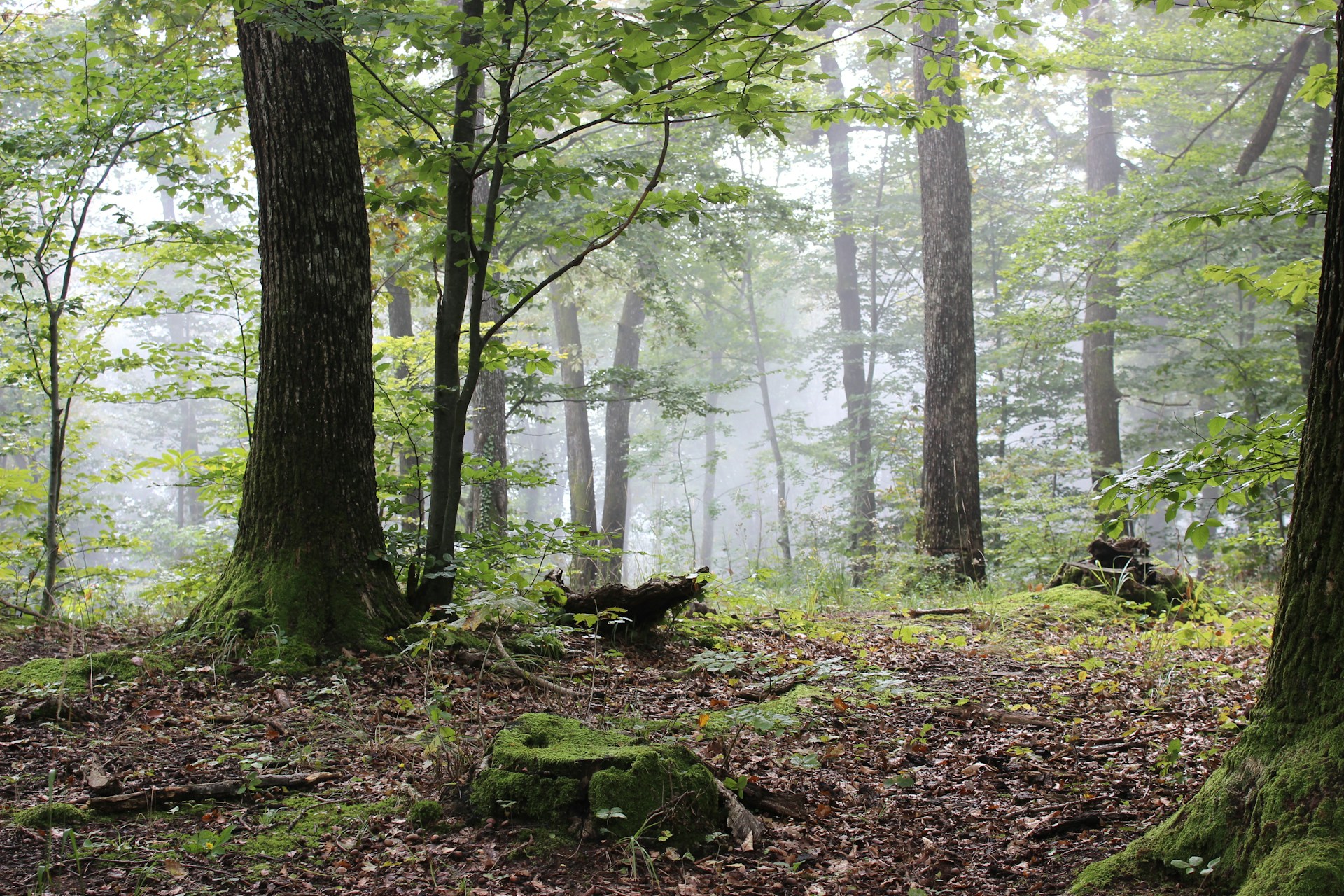 A serene forest scene with tall trees and lush green foliage.