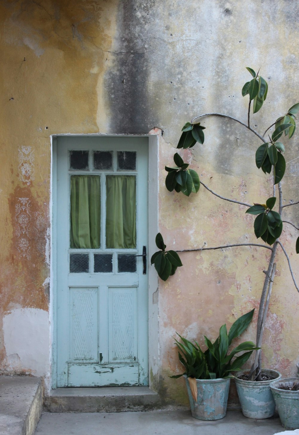 blue wooden door with green plants